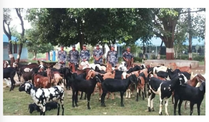 दशगजा क्षेत्रबाट ८० खसीबोका बरामद, तस्कर प्रहरी देख्नेबित्तिकै फरार