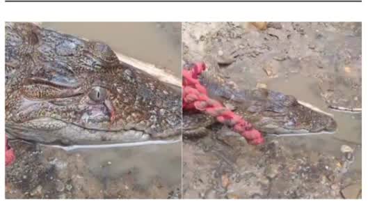 माछा मार्ने क्रममा बालकले समाते गोही