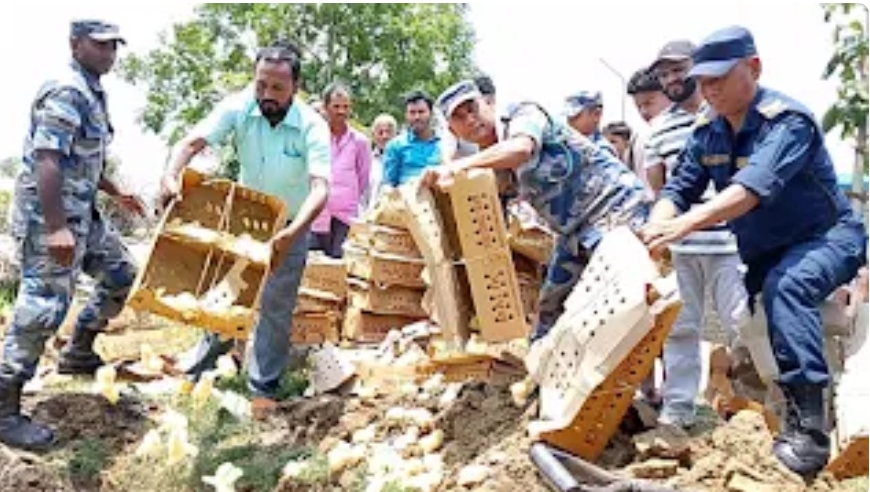 सशस्त्र प्रहरी पर्साले ८ लाख बराबरको प्रतिबन्धित ब्रोइलर चल्ला बरामद गरी नष्ट गर्‍यो