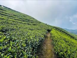 असार १ गतेदेखि चिया उद्योग बन्द हुने